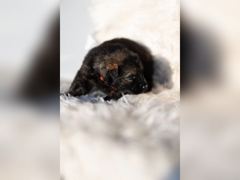 Langhaar Schäferhund Welpen