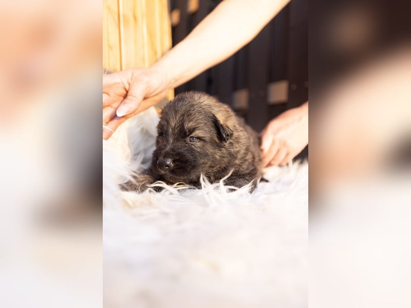 Langhaar Schäferhund Welpen
