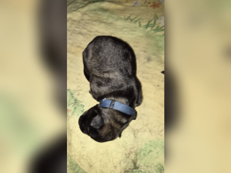 Deutscher Schäferhund Langhaar