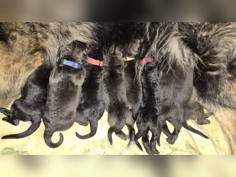 Deutscher Schäferhund Langhaar