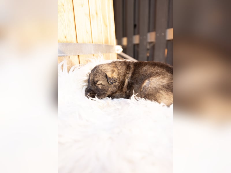 Langhaar Schäferhund Welpen