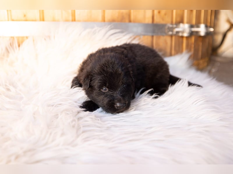 Langhaar Schäferhund Welpen