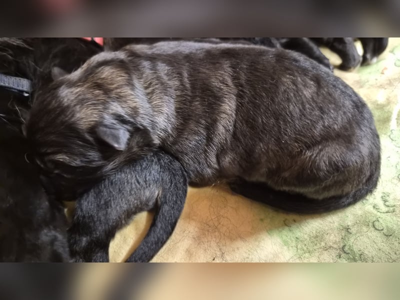 Deutscher Schäferhund Langhaar