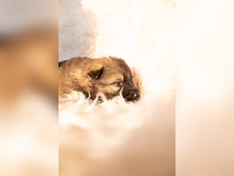 Langhaar Schäferhund Welpen
