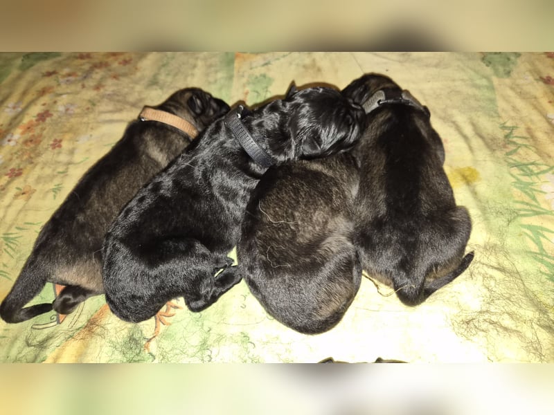 Deutscher Schäferhund Langhaar
