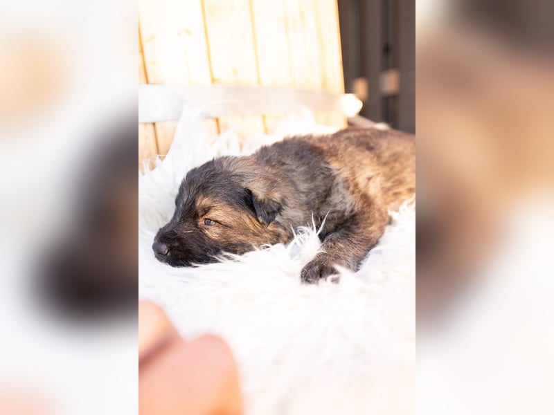 Langhaar Schäferhund Welpen
