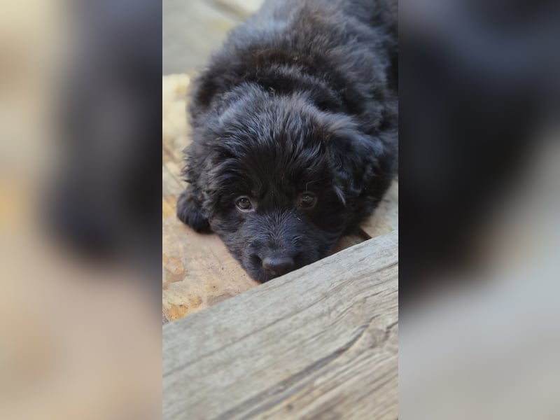 Deutscher Schäferhund Langhaar Welpe