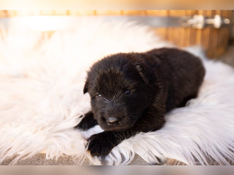 Langhaar Schäferhund Welpen