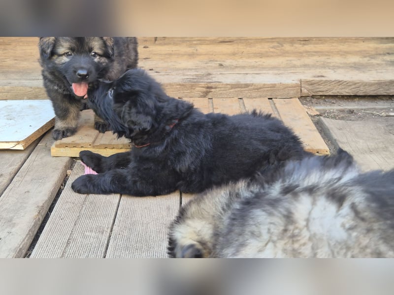 Deutscher Schäferhund Langhaar Welpe