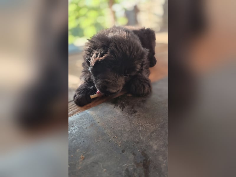 Deutscher Schäferhund Langhaar Welpe