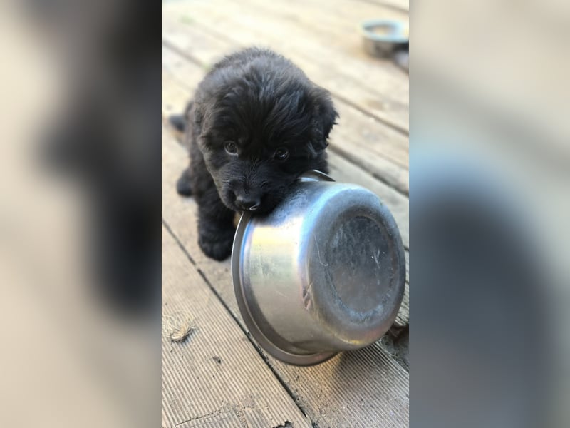 Deutscher Schäferhund Langhaar Welpe