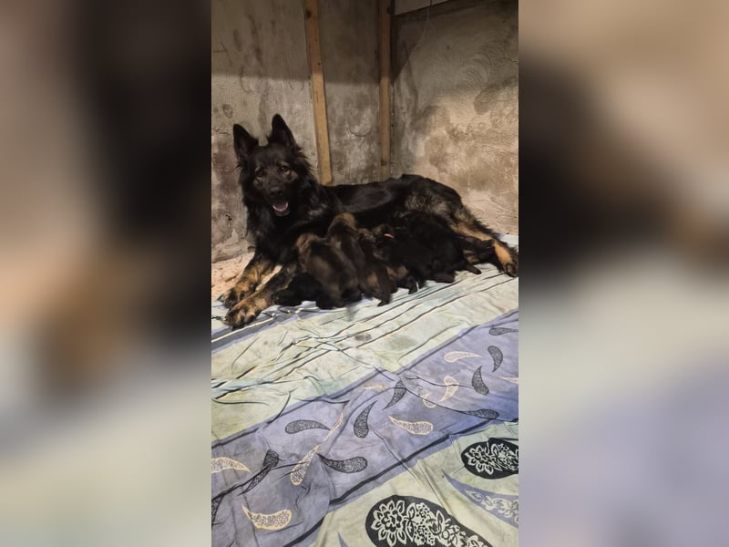 Langhaar Schäferhunde Welpen