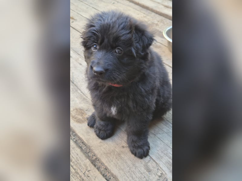 Deutscher Schäferhund Langhaar Welpe
