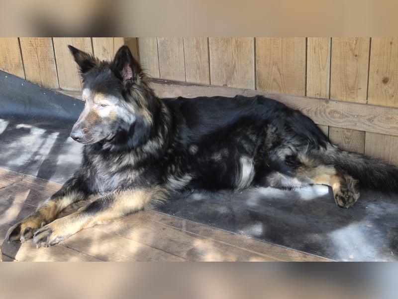 Deutscher Schäferhund Langhaar