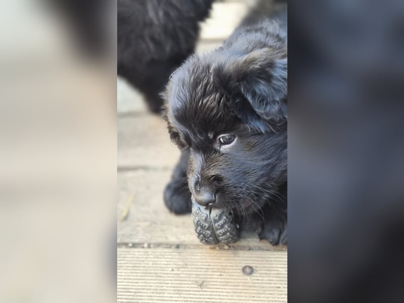 Deutscher Schäferhund Langhaar Welpe