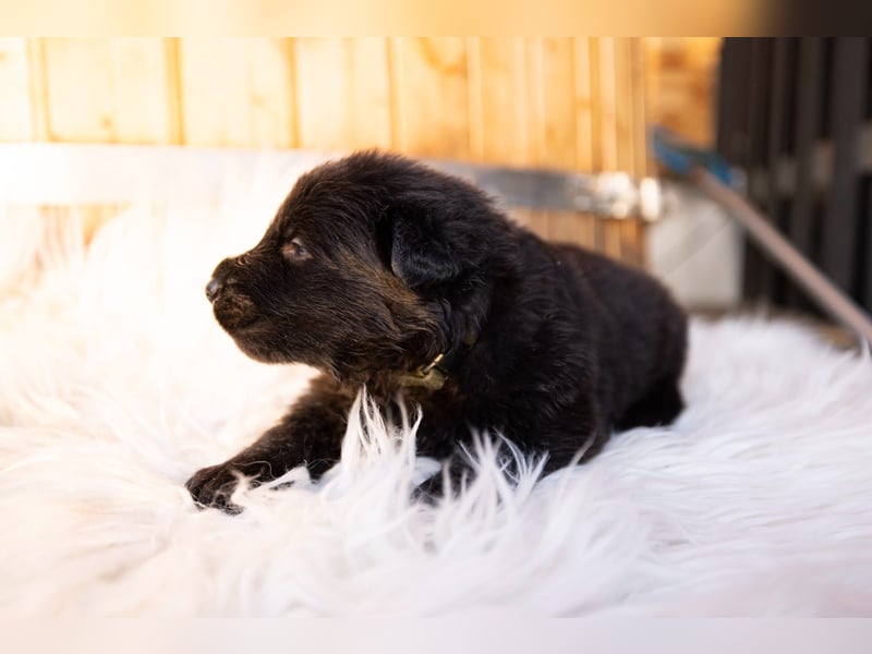 Langhaar Schäferhund Welpen