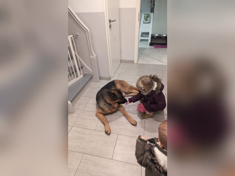Rex, Deutscher Schäferhund, 6 Jahre, kastriert