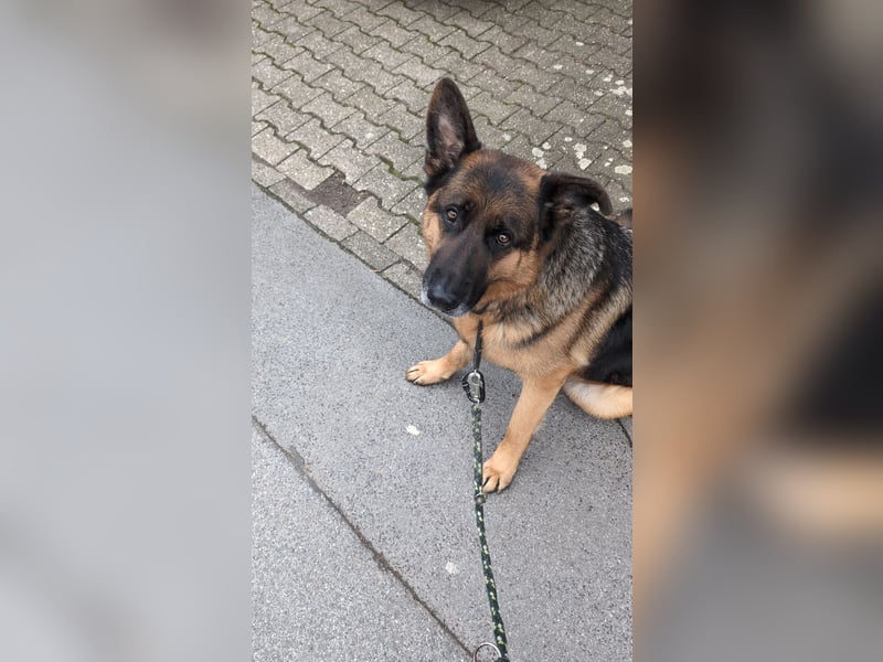 Rex, Deutscher Schäferhund, 6 Jahre, kastriert