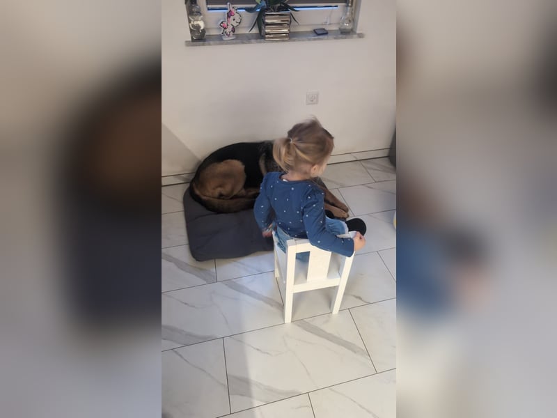 Rex, Deutscher Schäferhund, 6 Jahre, kastriert