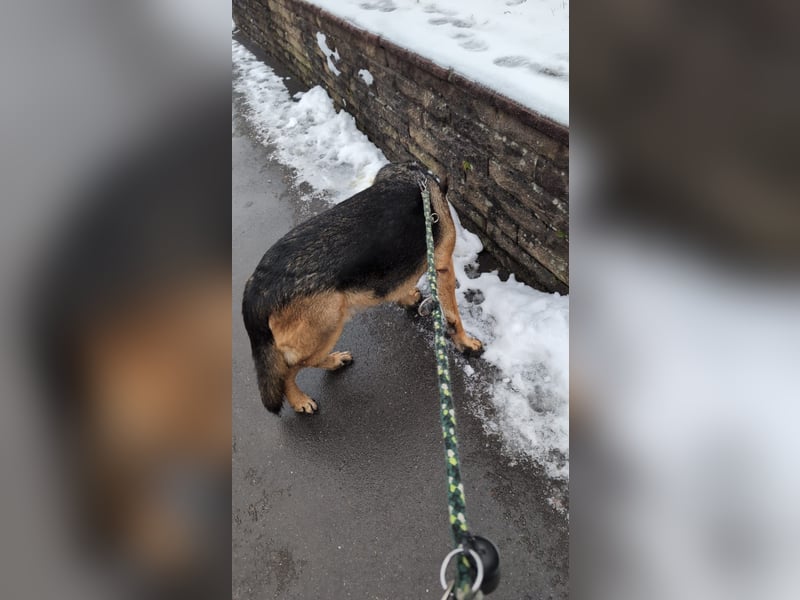 Rex, Deutscher Schäferhund, 6 Jahre, kastriert