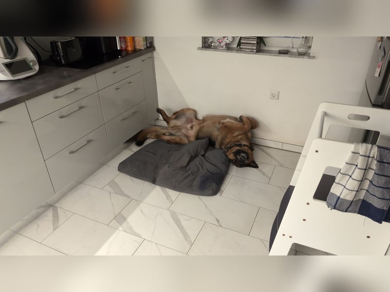 Rex, Deutscher Schäferhund, 6 Jahre, kastriert