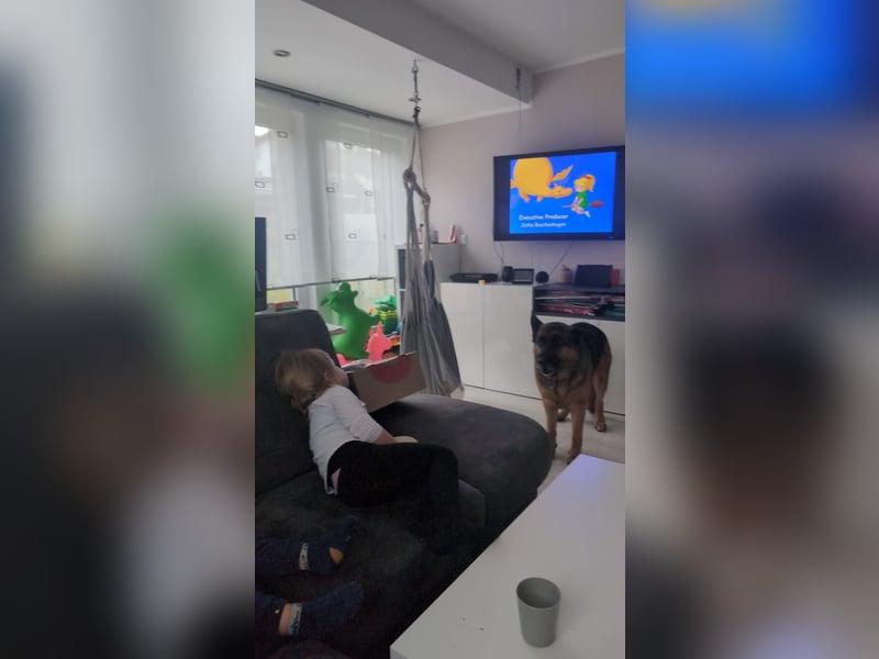 Rex, Deutscher Schäferhund, 6 Jahre, kastriert