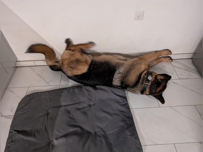 Rex, Deutscher Schäferhund, 6 Jahre, kastriert