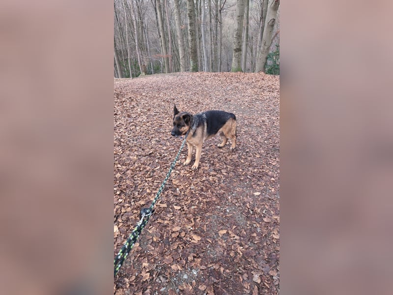 Rex, Deutscher Schäferhund, 6 Jahre, kastriert