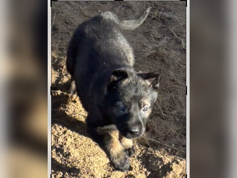 Von Tannengrunder Wald Schäferhund aus der Leistungszucht