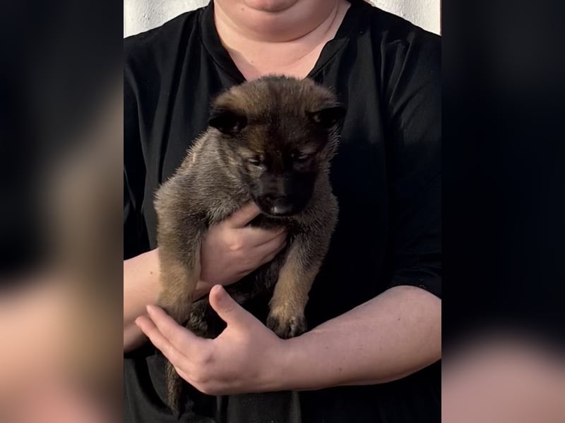 Von Tannengrunder Wald Schäferhund aus der Leistungszucht
