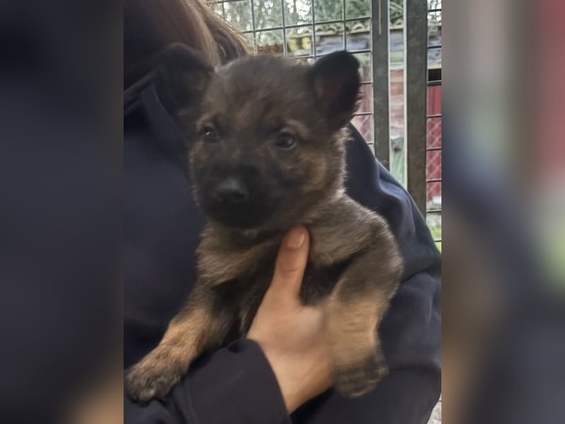 Von Tannengrunder Wald Schäferhund aus der Leistungszucht