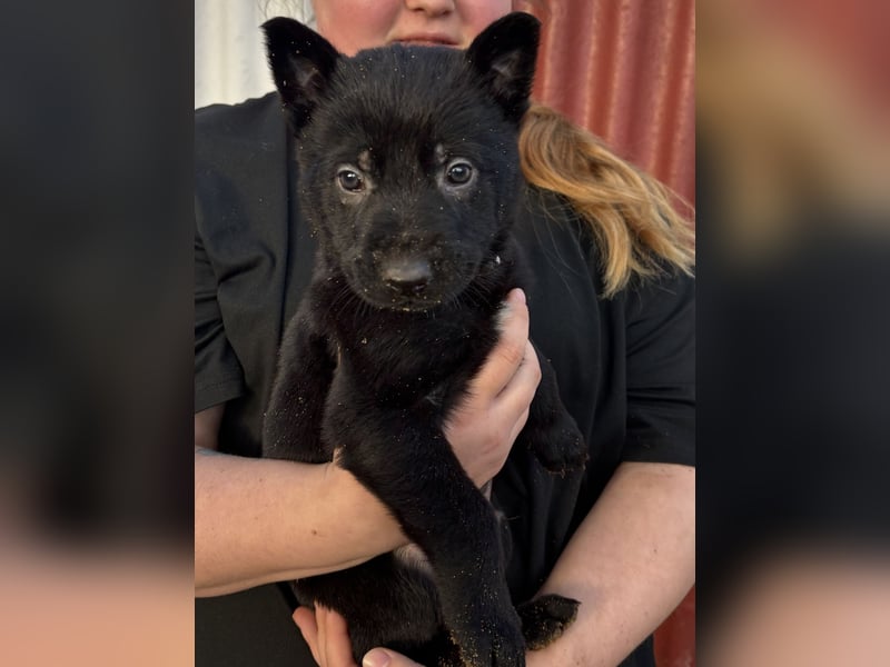 Von Tannengrunder Wald Schäferhund aus der Leistungszucht