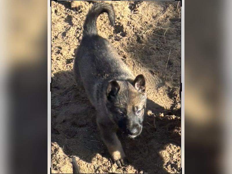 Von Tannengrunder Wald Schäferhund aus der Leistungszucht