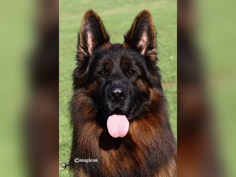 Deutscher Schäferhund Welpe