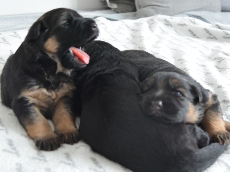 Deutscher Schäferhund Welpe