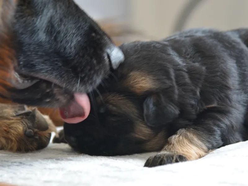 Deutscher Schäferhund Welpe