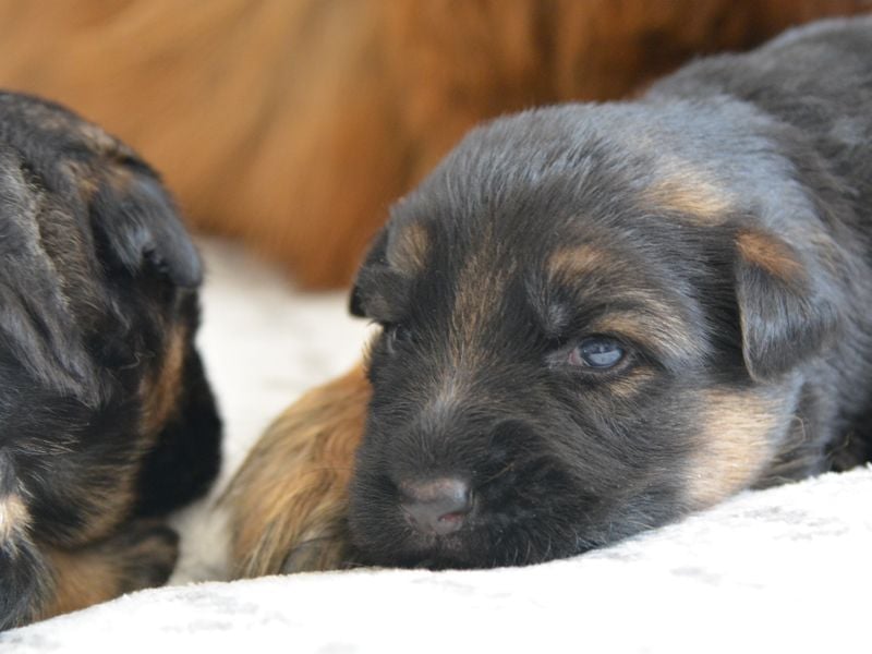 Deutscher Schäferhund Welpe