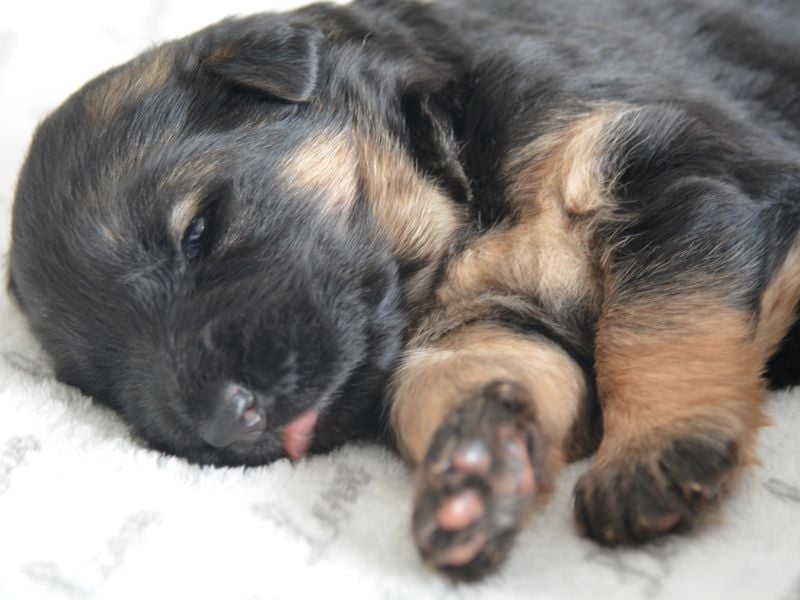 Deutscher Schäferhund Welpe