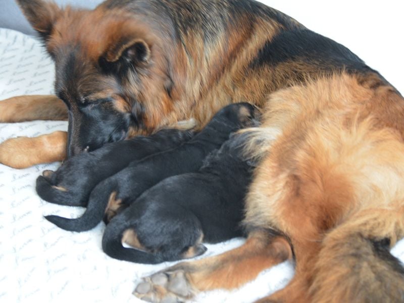 Deutscher Schäferhund Welpe