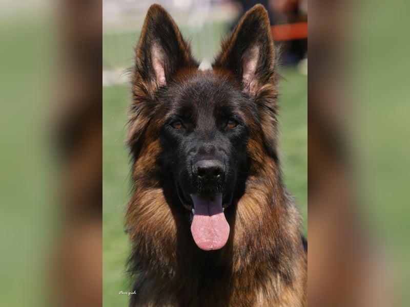 Deutscher Schäferhund Welpe