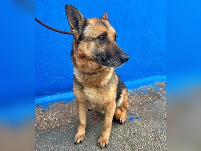 NORA mit den treuesten Augen