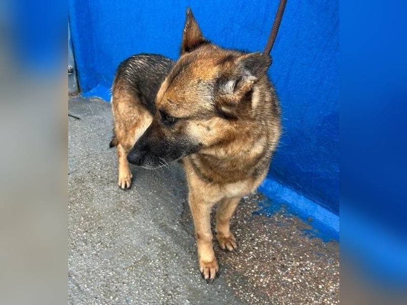 NORA mit den treuesten Augen