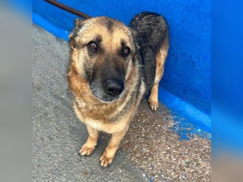 NORA mit den treuesten Augen