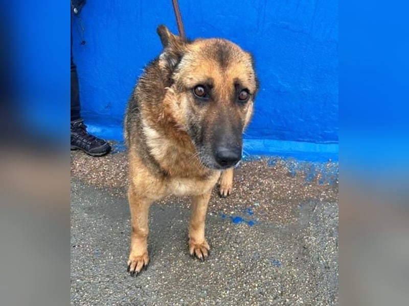 NORA mit den treuesten Augen