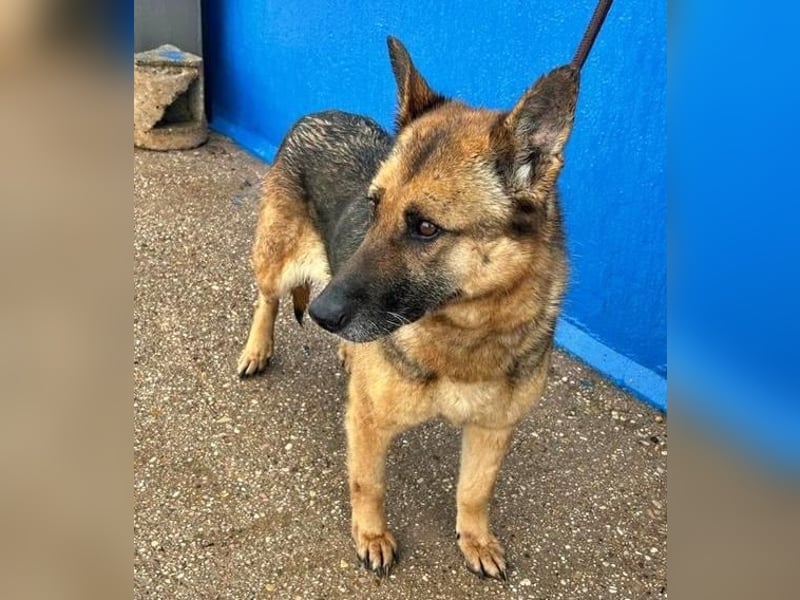 NORA mit den treuesten Augen