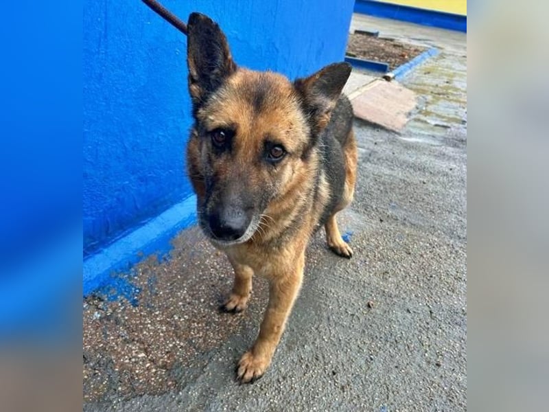 NORA mit den treuesten Augen