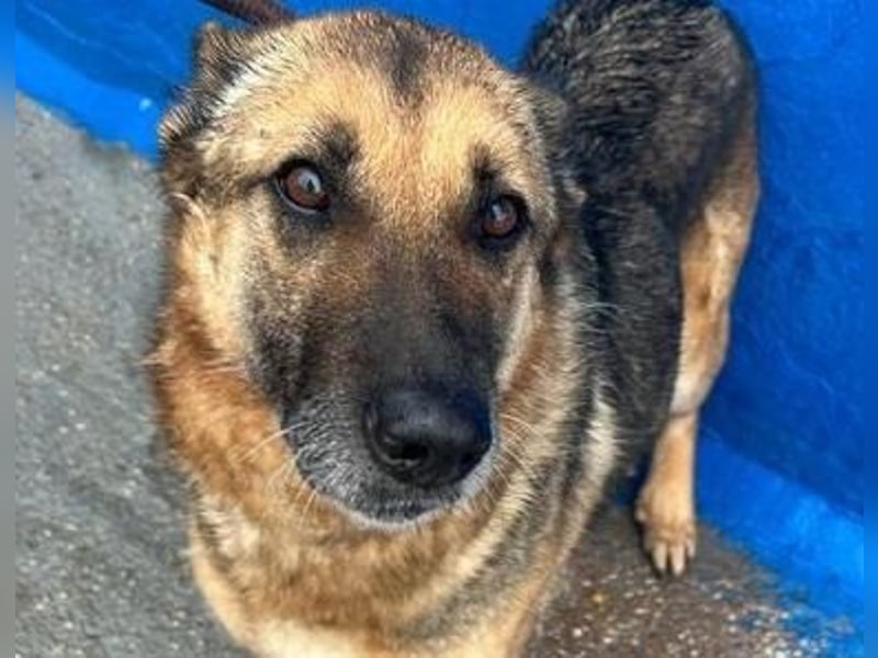 NORA mit den treuesten Augen