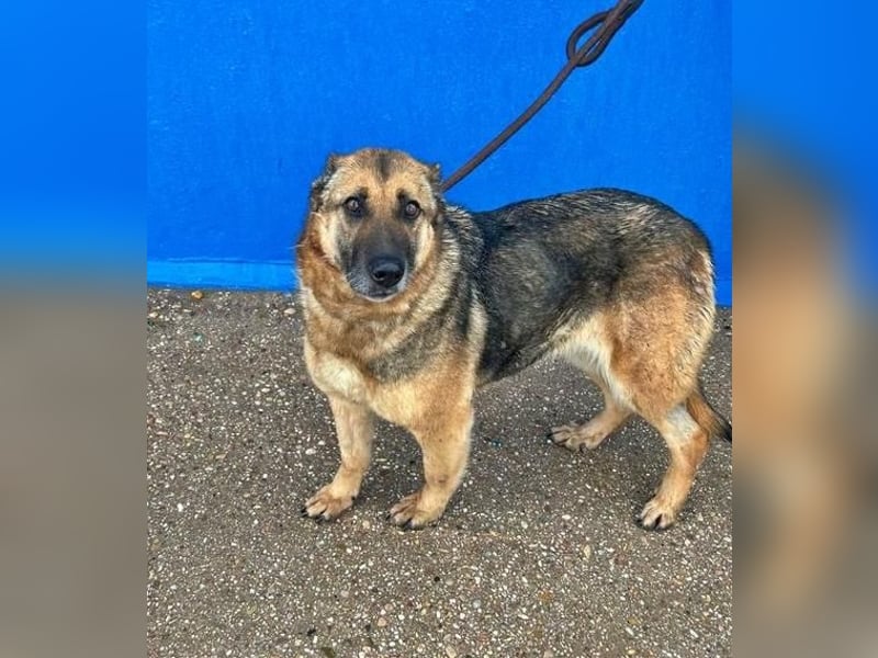 NORA mit den treuesten Augen