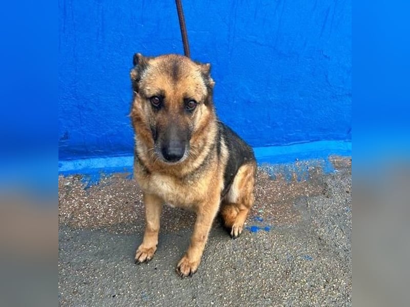 NORA mit den treuesten Augen