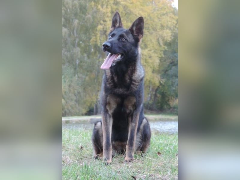 Deutsche Schäferhündin, gerader Rücken m.P.